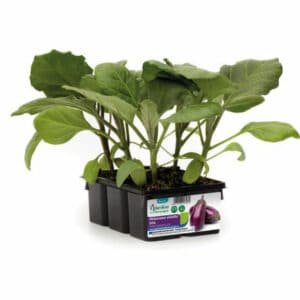 Melanzana Seta 6 Seedlings