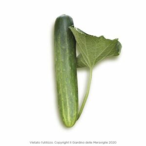 Calabrian Cucumber 6 Seedlings