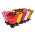 Kalanchoe Blossfeldiana Rosalina in Pot 12cm