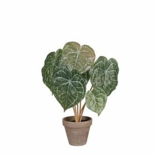 Artificial Peperomia Green in Pot Grey D11.5cm