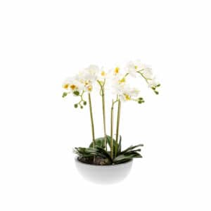Artificial Phalaenopsis White H60cm in White Bowl 25cm
