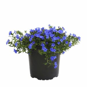 Lithodora in Pot 14cm