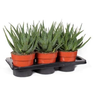 Aloe Arborescens 17cm