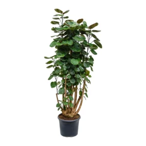 Poliscias Fabian in Pot 27cm