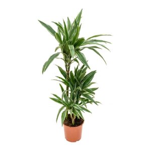 Dracaena Deremensis H60-30-15cm in Pot 21cm