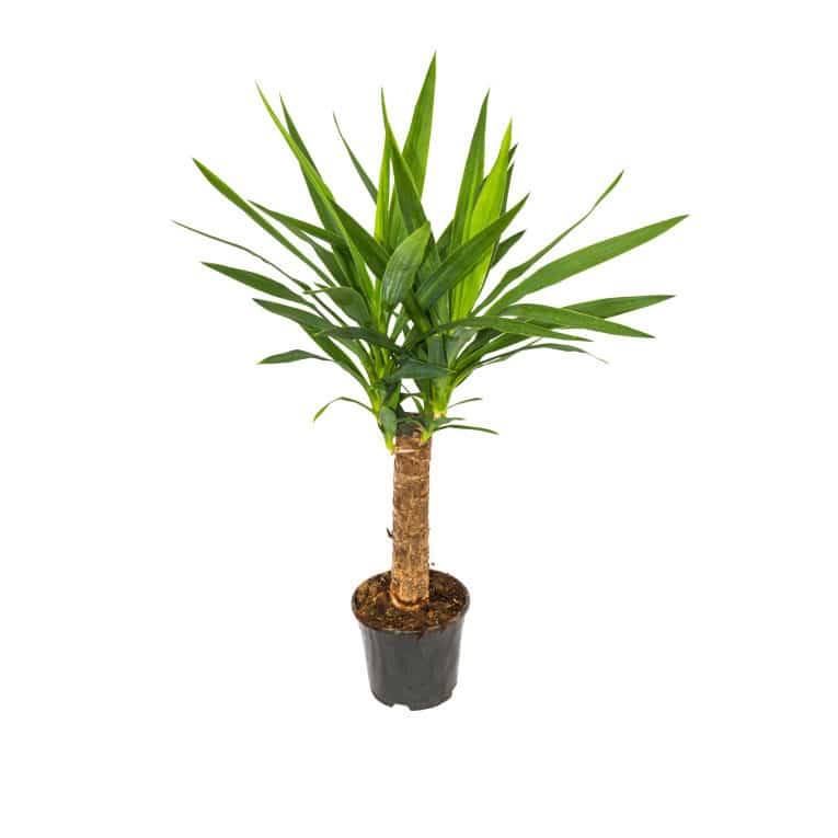 Yucca in Pot 14cm H30cm Sherries Estates