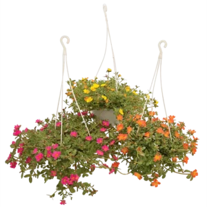 Portulaca Sun Jewel in Pot 16cm
