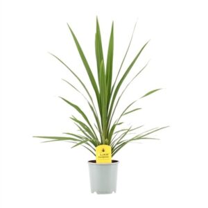 Cordyline Indivisa in Pot 18cm