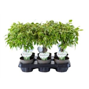 Ficus benjamina Bushy King in Pot 12cm