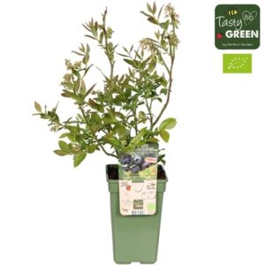 Vaccinium corymbosum - Blue Dessert in Pot 19cm