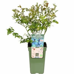Vaccinium corymbosum - Blue Roma in Pot 19cm