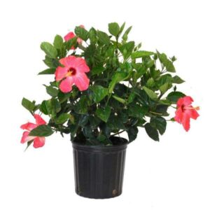 Hibiscus in Pot 20cm
