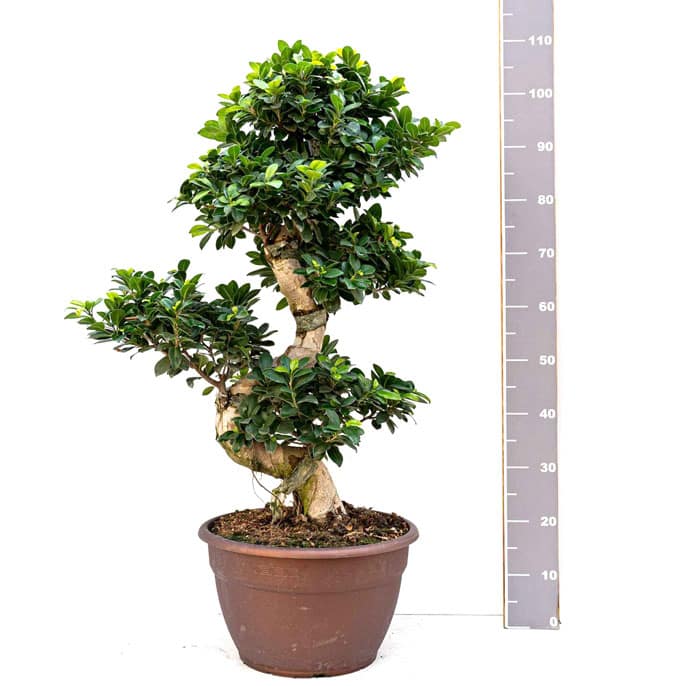 Ficus Microcarpa 35cm