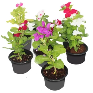 Vinca in Pot 10cm