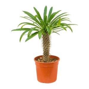 Pachypodium Lamerei in Pot 20cm