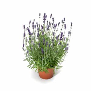 Lavander Angustifolia in Pot 17cm