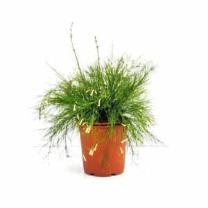 Russelia Juncea Alba in Pot 17cm