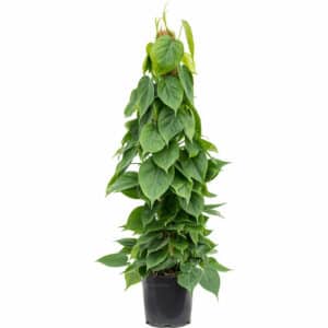 Philodendron Scandens in Pot 30cm H150