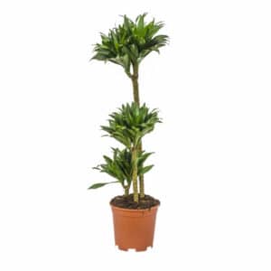 Dracaena J.C. Compatta H 15/30/60