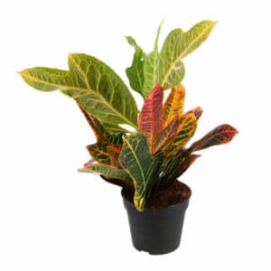 Croton Excellent in Pot 17cm