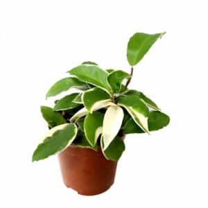 Hoya Carnosa in Pot 10cm