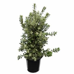 Metrosideros Excelsa in Pot 35cm