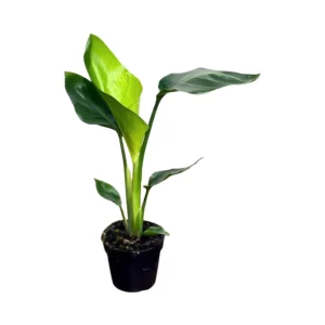 Strelitzia Regina in Pot 18cm