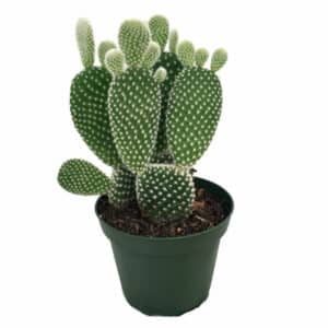 Opuntia Microdasys F. Bianco in Pot 15cm