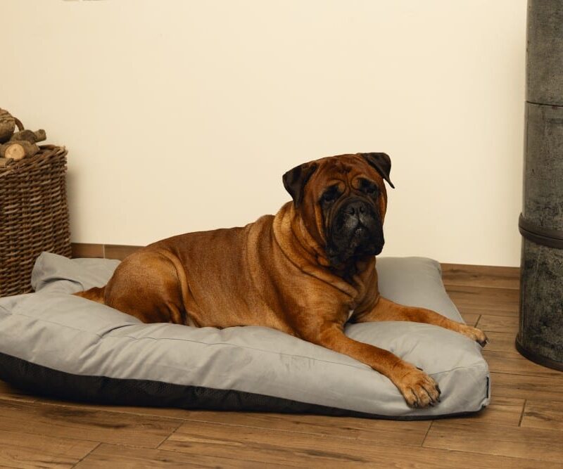 Proper dog outlet beds