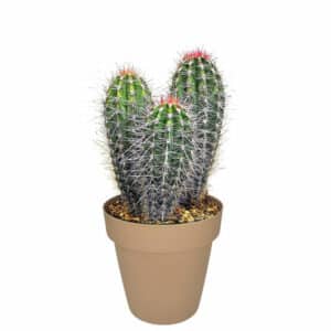 Pachycereus Pringlei In Pot 25cm