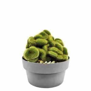 Hildewintera Aureispina Crestata In Pot 25cm