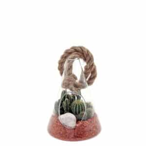 Cactus/Succulent In Glass Jar 12cm H16