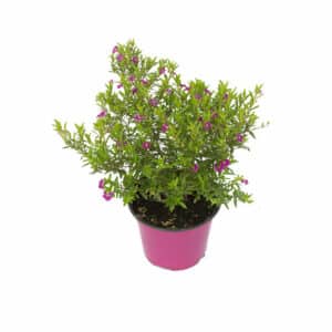 Cuphea in Pot 16cm