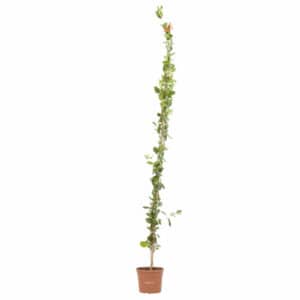 Lonicera Assorted colours in Pot 28cm (Clt.10)