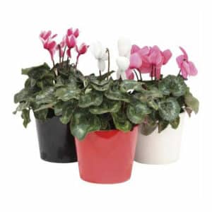 Ciclamino in Pot 15cm