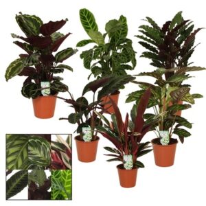 Calathea mix in Pot 19cm