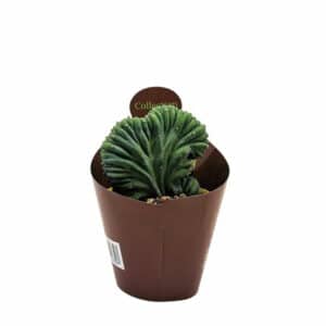 Myrtillocactus Geo. Crest. in Pot 14cm(Collection)