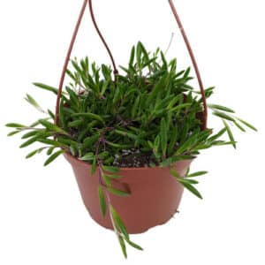 Senecio Ruby in Basket 14cm