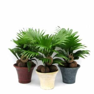 Livistona rotundifolia in Pot 19cm