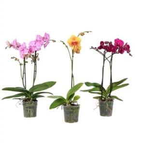 Phalaenopsis mixed in Pot 12cm