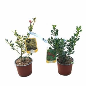 Quercus Ilex Clt. 3