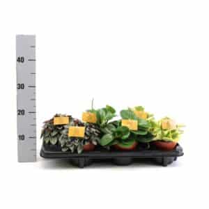 Peperomia mixed in Pot 12cm