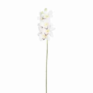 Vanda Orchid White L96cm