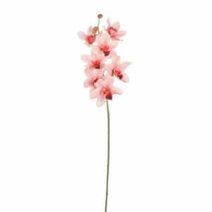 Vanda Orchid Peach L96cm