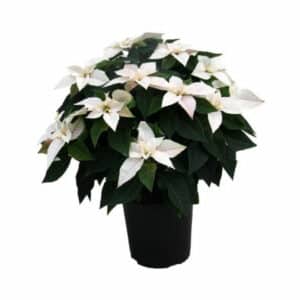 Poinsettia Princettia Bianca in Pot 17cm