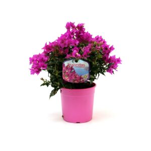 Bougainvillea Cespuglio in Pot 19cm