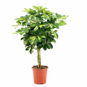 Schefflera arb. Gold Capella in Pot 19cm