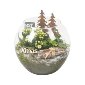 Christmas Kalanchoe in Glass Bowl 20cm