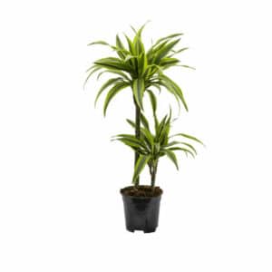 Dracaena Lemon Lime H15/45