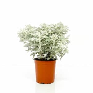 Cineraria Marittima in Pot 18cm